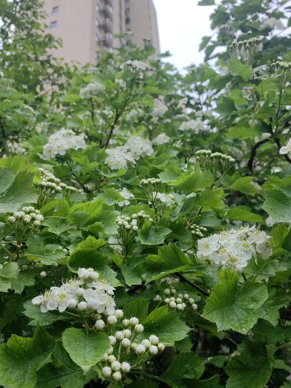 雨润山楂花（图4）