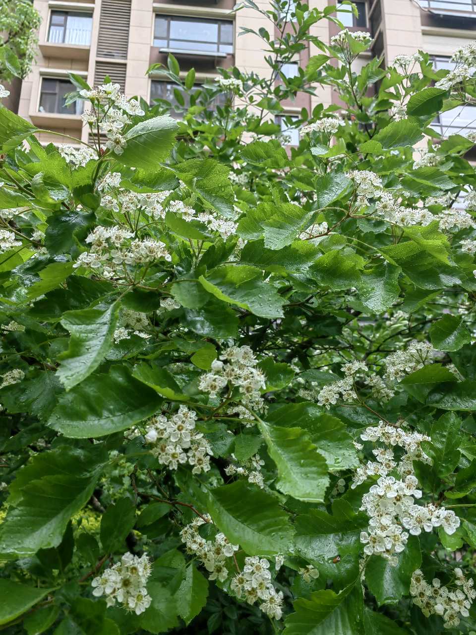 雨润山楂花（图2）
