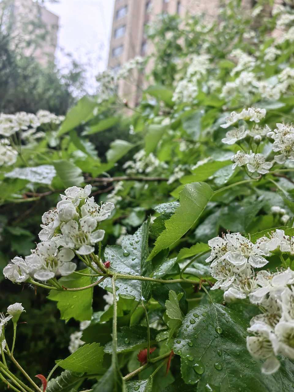 雨润山楂花（图3）
