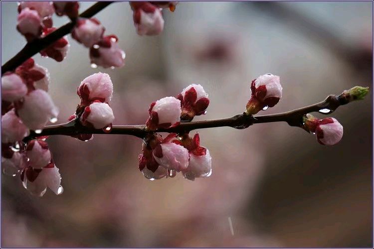 【荣耀中国】文学社*七绝·春日园景作者/仇元青（泰安）（图4）