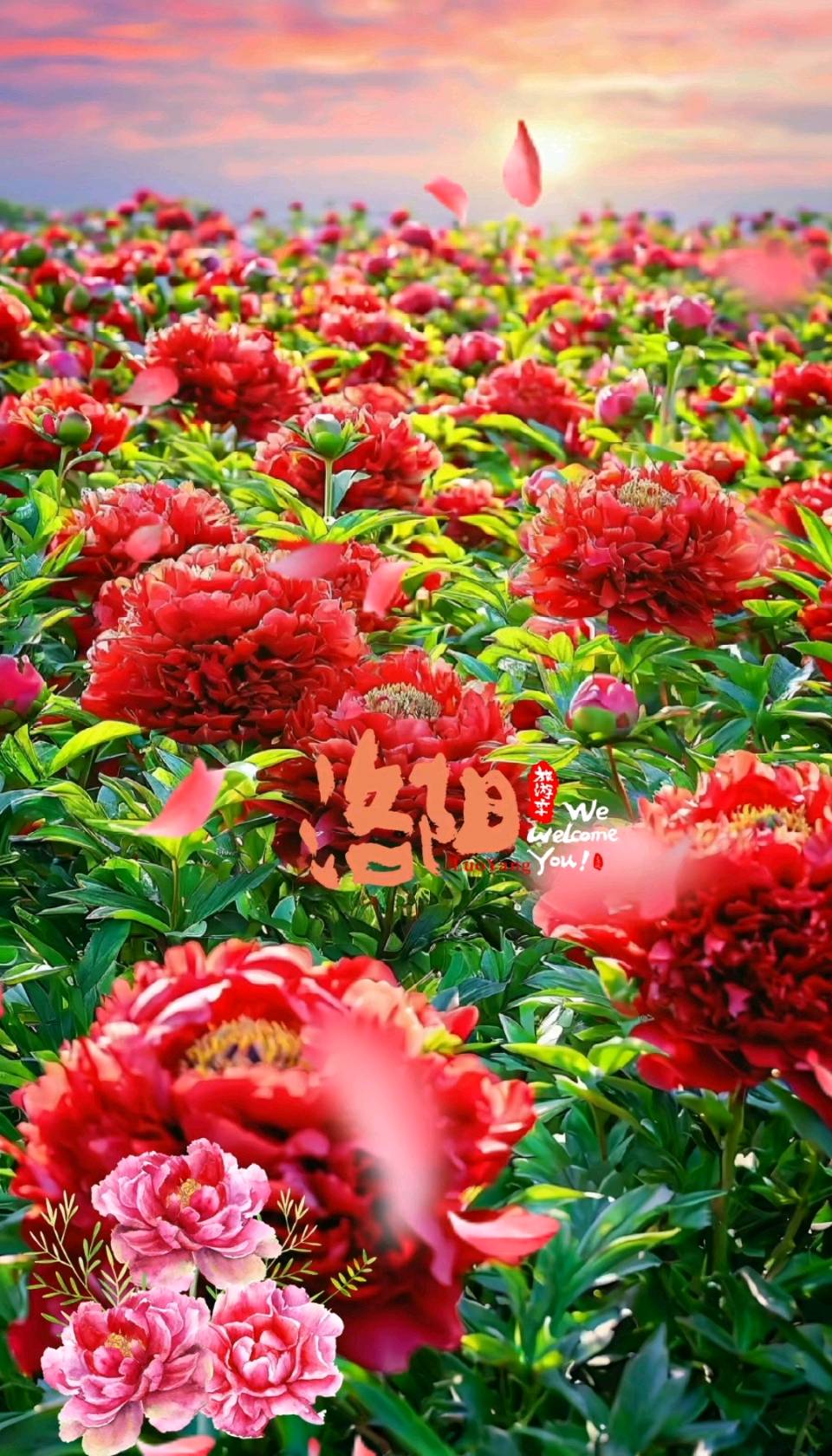 七律-洛阳牡丹～白小文（福建）（图17）