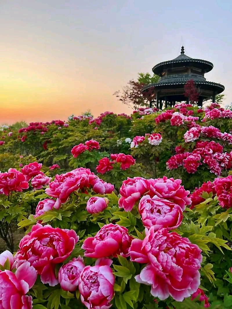 七律-洛阳牡丹～白小文（福建）（图16）