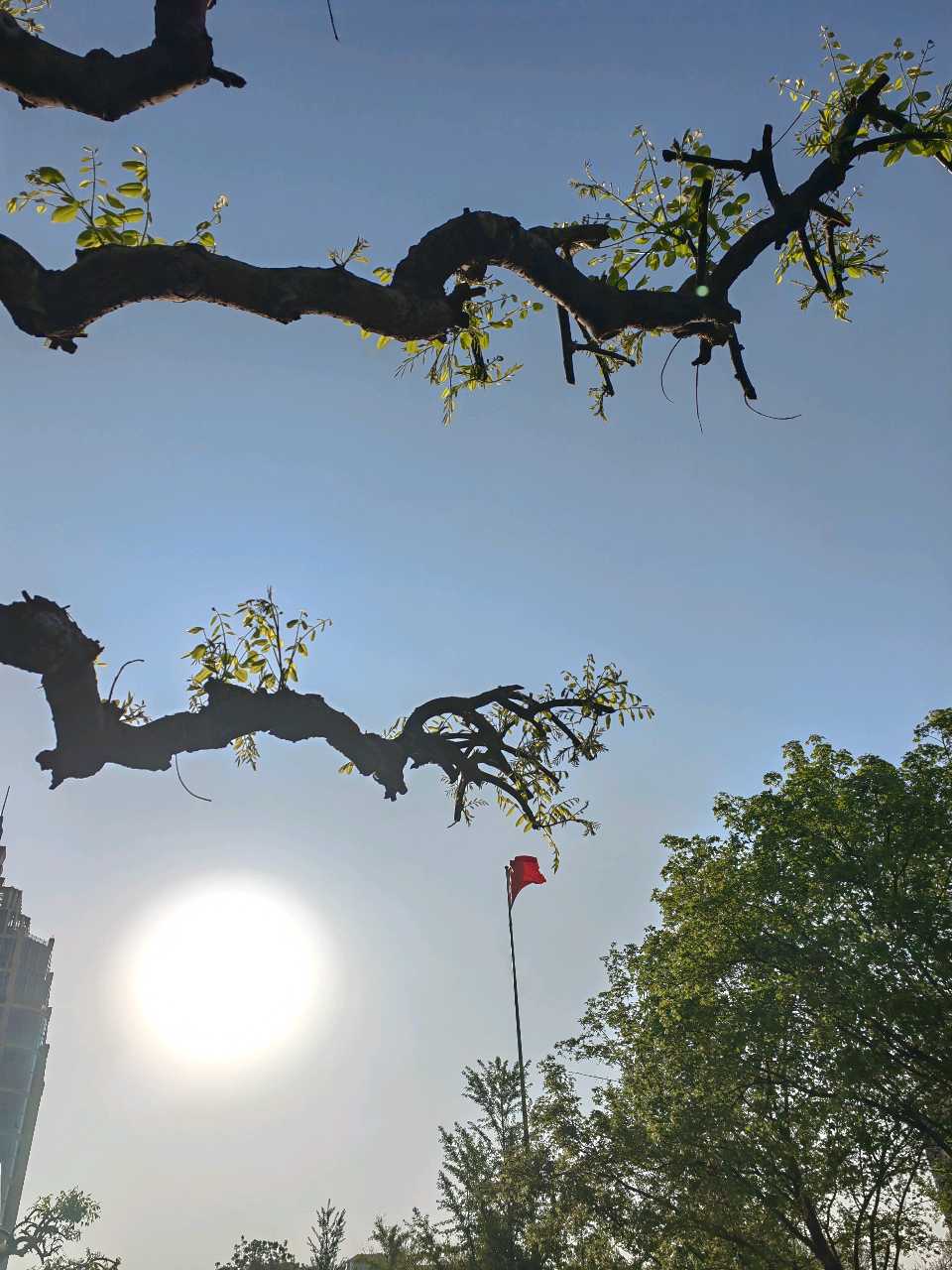 吟咏龙爪槐🐉（图3）