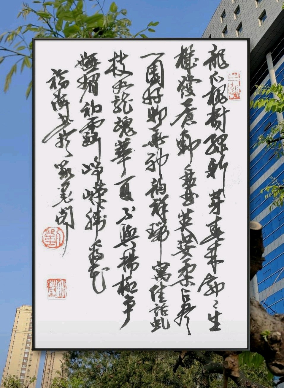 吟咏龙爪槐🐉