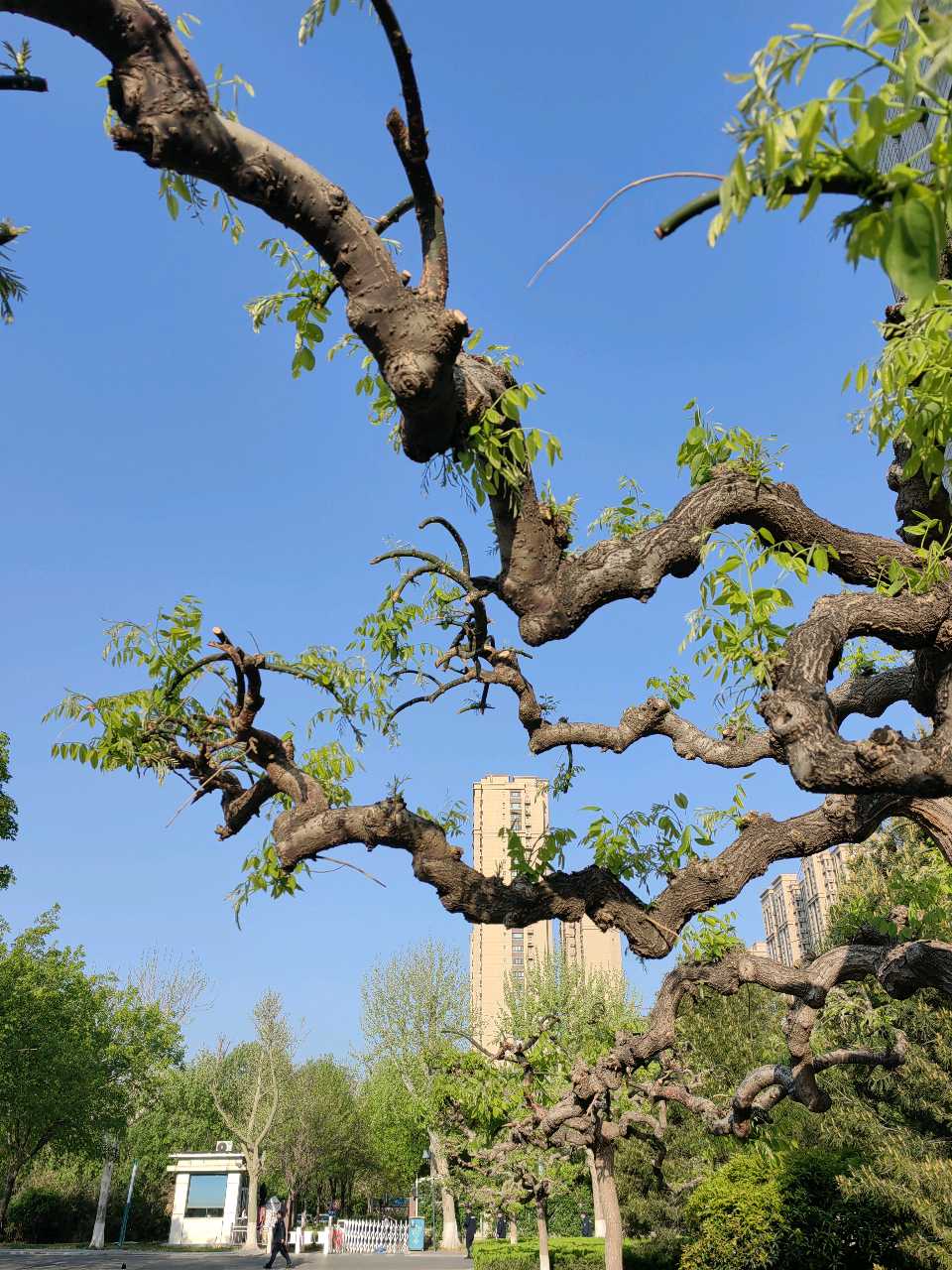 吟咏龙爪槐🐉（图4）