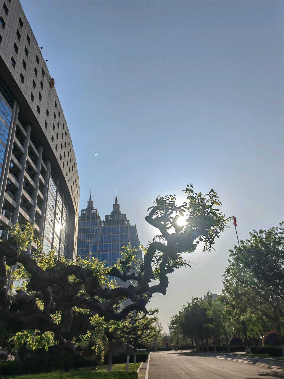 吟咏龙爪槐🐉（图5）