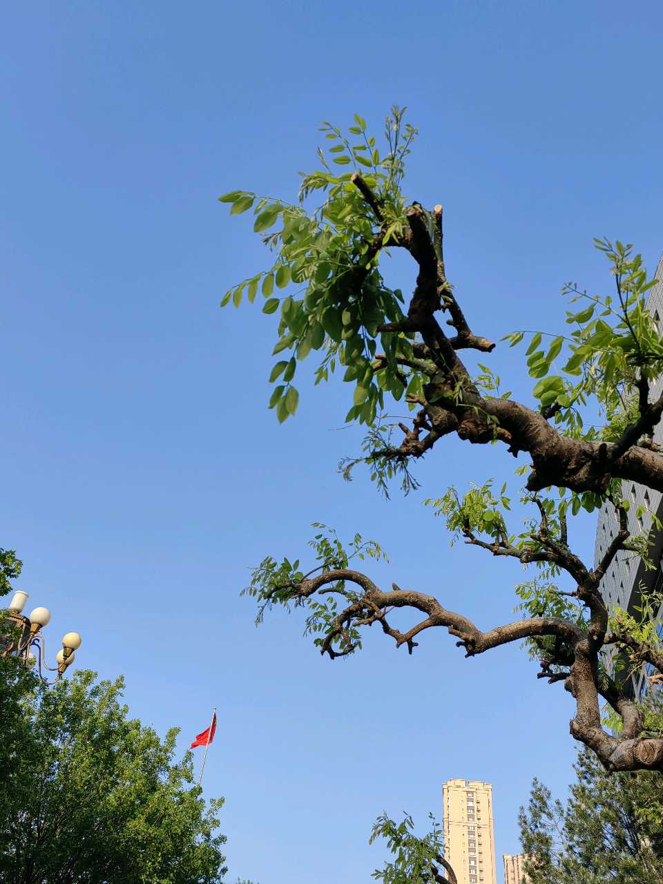 吟咏龙爪槐🐉（图9）