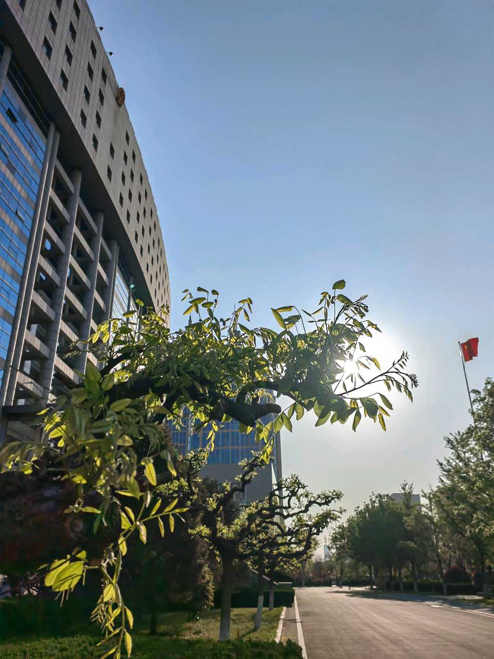 吟咏龙爪槐🐉（图7）