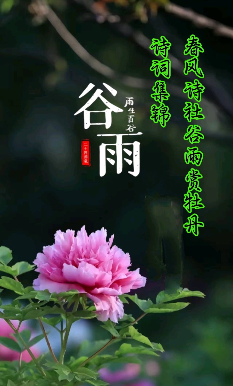 春风诗社谷雨赏牡丹诗词集锦（图3）