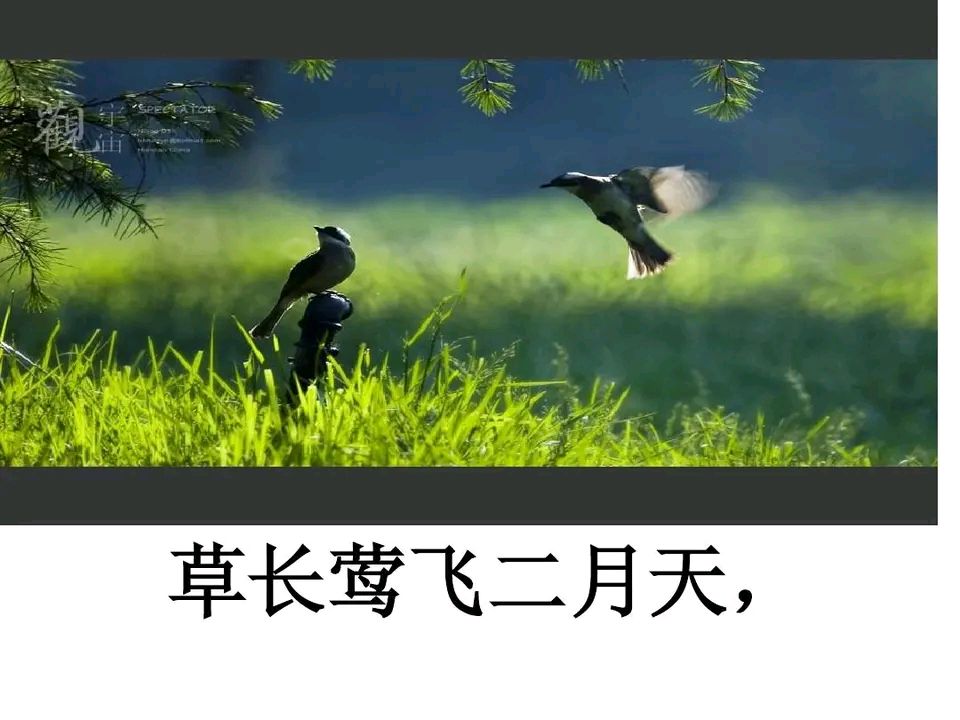 【昊昊海峡新干线副刊】草长莺飞二月天/昊昊贺春（作者：昊昊/中国台湾）……莲叶之珠文学社（图3）
