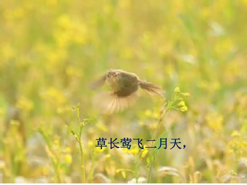 【昊昊海峡新干线副刊】草长莺飞二月天/昊昊贺春（作者：昊昊/中国台湾）……莲叶之珠文学社（图4）
