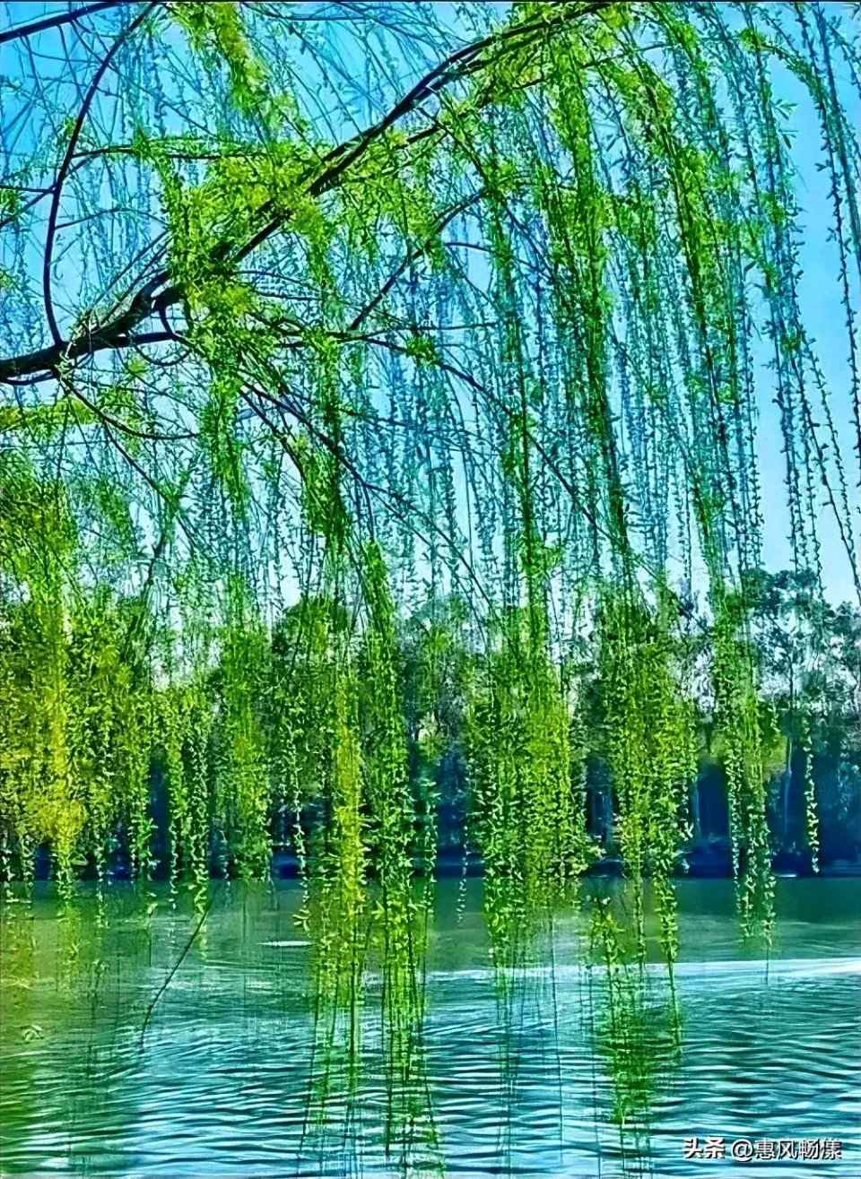 【昊昊海峡新干线副刊】草长莺飞二月天/昊昊贺春（作者：昊昊/中国台湾）……莲叶之珠文学社（图5）