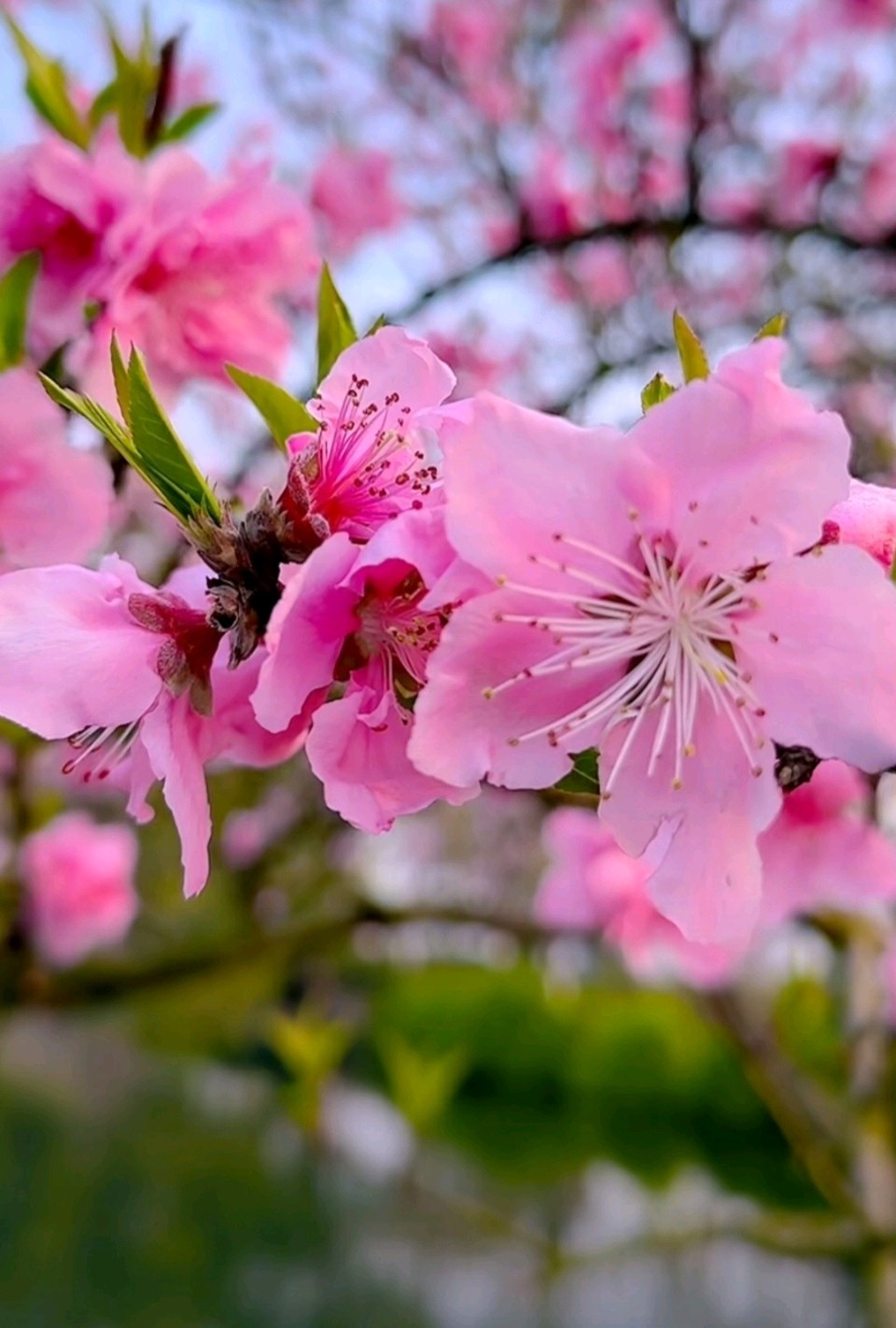 七律·桃花骄 作者:任振华（图2）