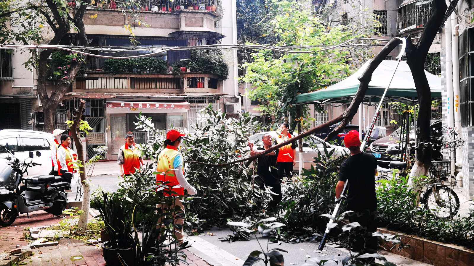 消除隐患剪树枝 美化环境进社区（图4）