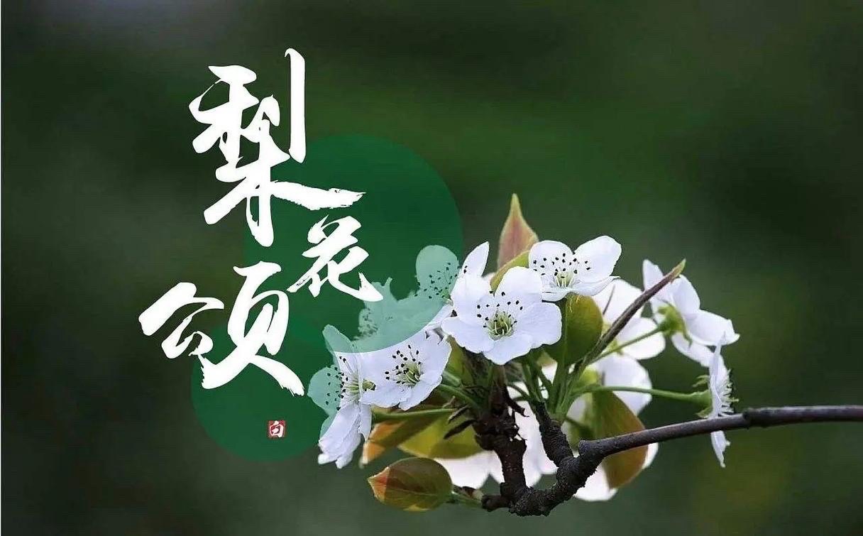 海外头条：杨则发的现代诗《杏花雨》二首（图6）