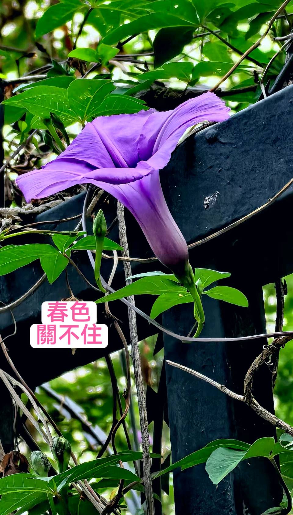 聚首春城.再续长征万里昭星月-回眸岁日.传承祖教千秋壮岳河∥刘耀华.唐江.班镇.莫天华.冯继斌.李昇寿.刘兴华.牛在坤.聂桂生.黄金穗.赵凤海等佳作欣赏302期（图25）