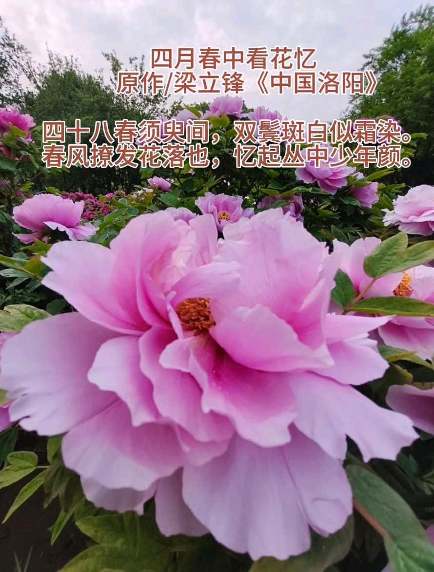 四月春中看花忆 原作/梁立锋
