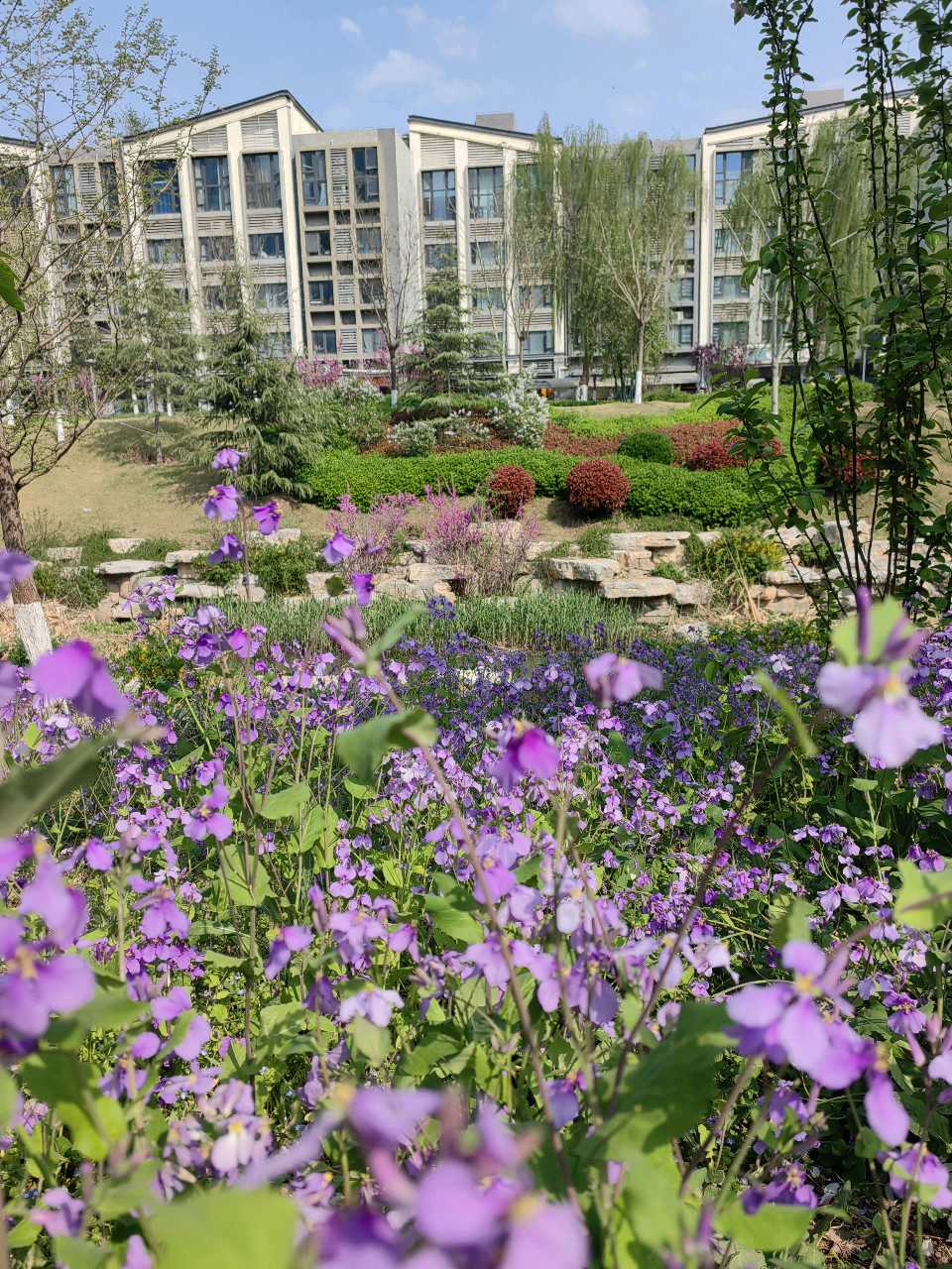 河畔“诸葛菜”（图4）