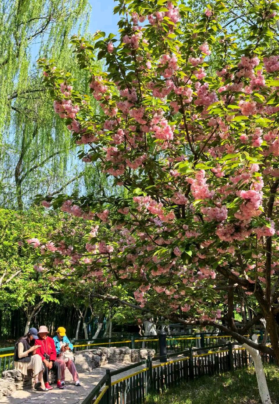 樱花映泉畔🌸（图2）