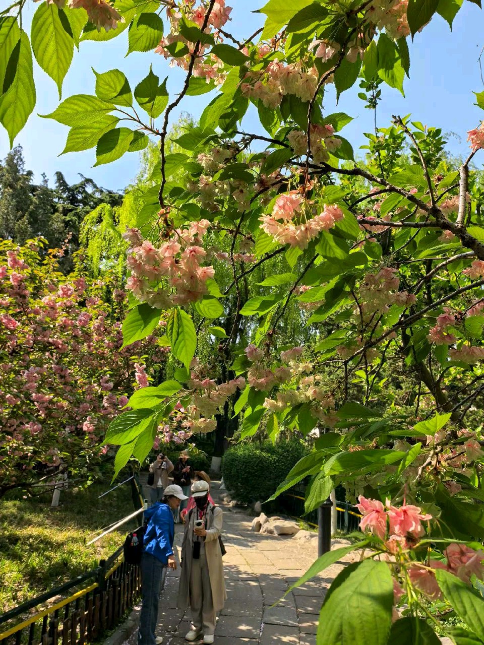 樱花映泉畔🌸（图3）