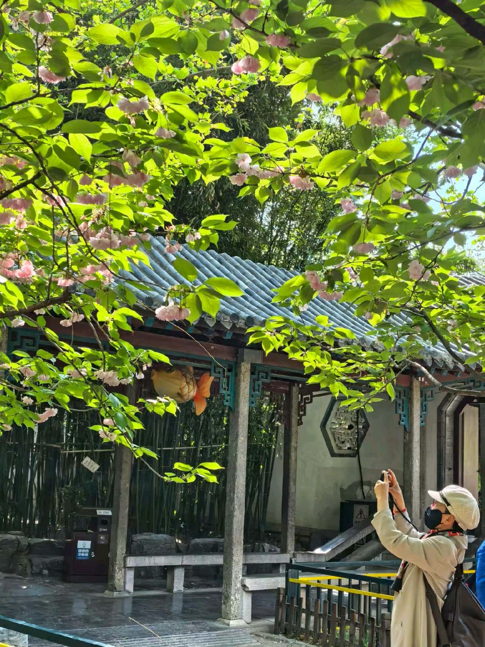 樱花映泉畔🌸（图8）