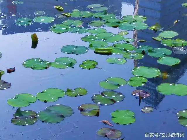 七律•咏荷钱 作者:王省南（浙江杭州）（图2）