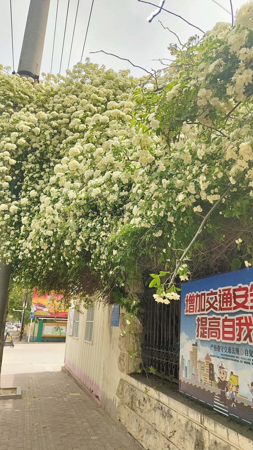 《华岳风》333期同题吟颂“书香伴我行”接龙稿五律-诗花漫路李向前(陕西)（图2）