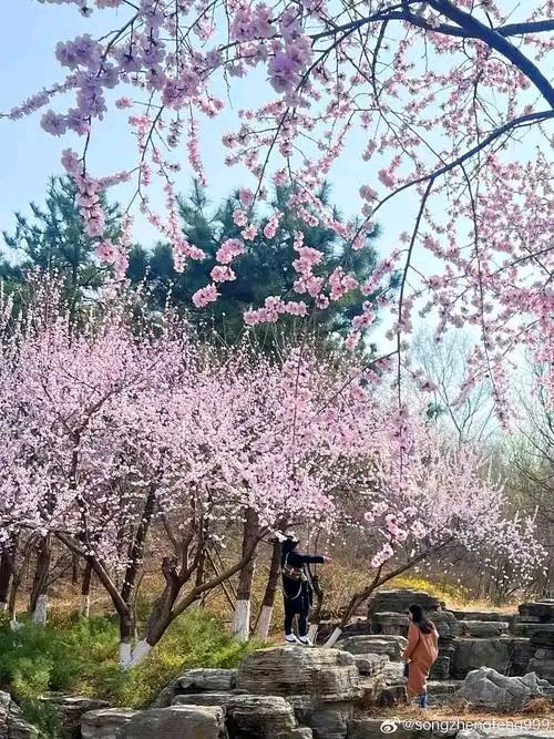 任学路12首诗作 王丽娜倾情诵读（图9）