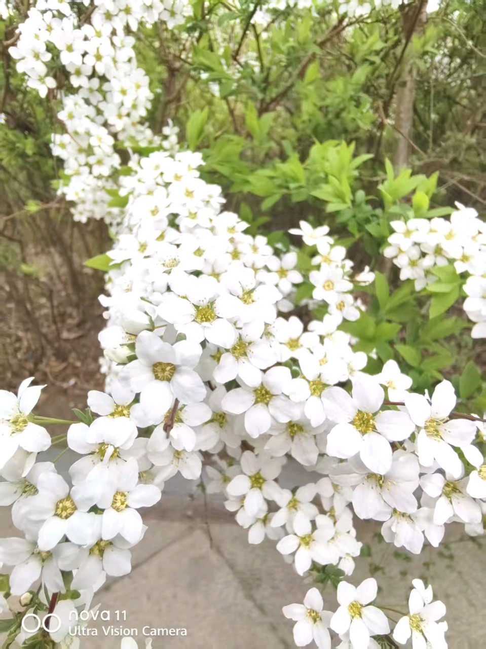 【诗生活】古韵飘香第314期：看图写诗（图4）