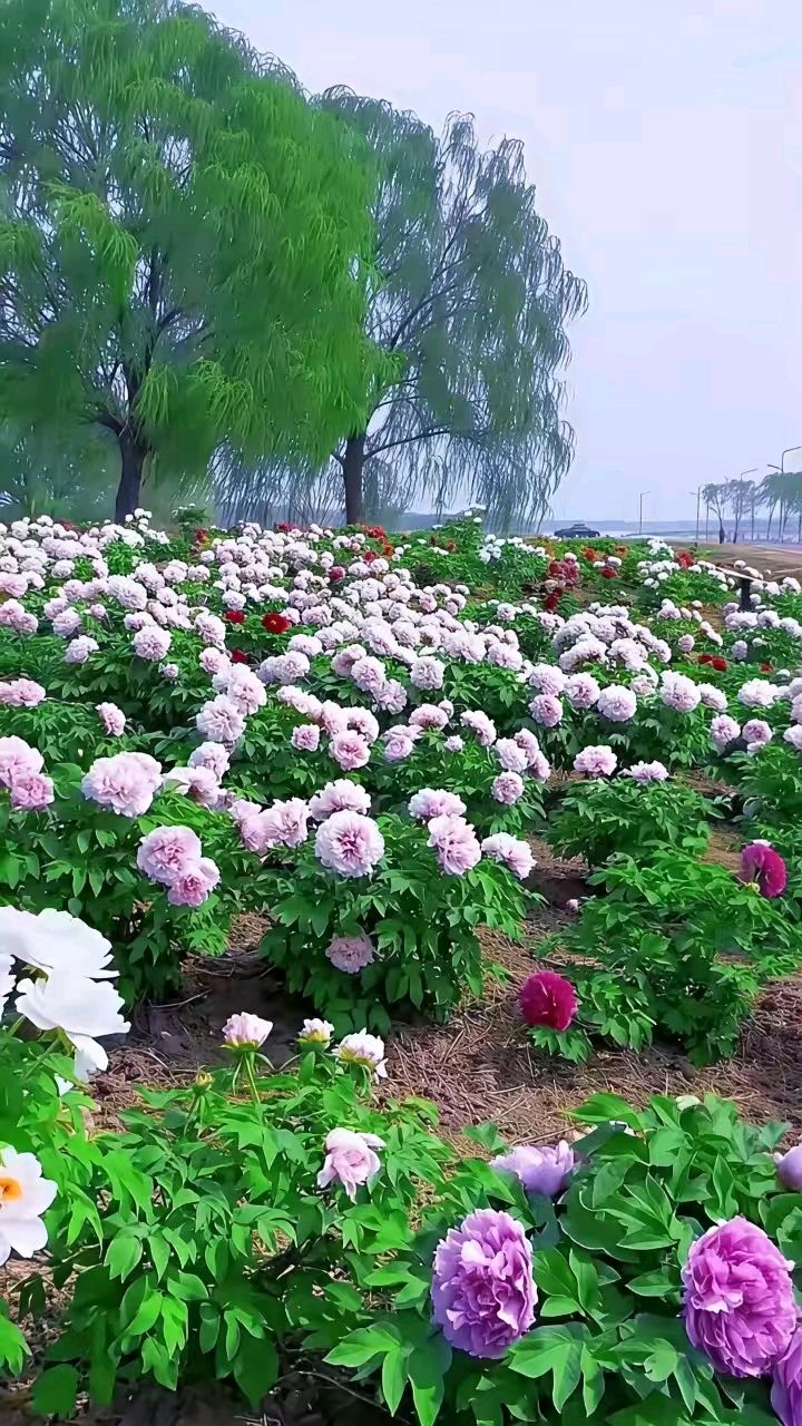 【都市头条向幸福出发编辑部】第15515期 古风 地名 华侬农