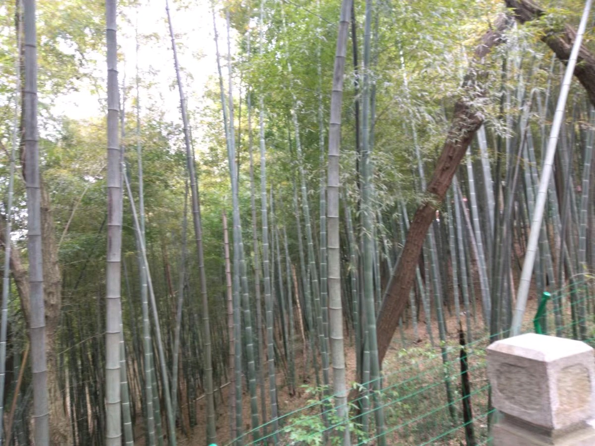 🇨🇳【中国诗人】第1373篇（名家精品）暮春游灵岩山//文：水云居士（图5）