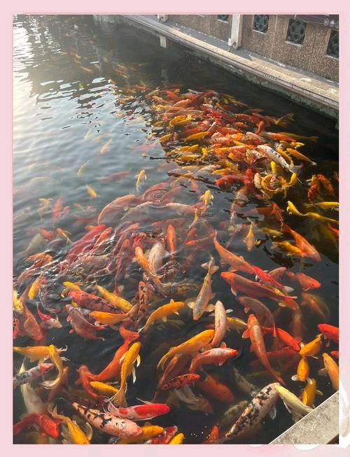 《湖畔观鱼》文/纪少华——名家作品——诵读/焦丽萍（图3）