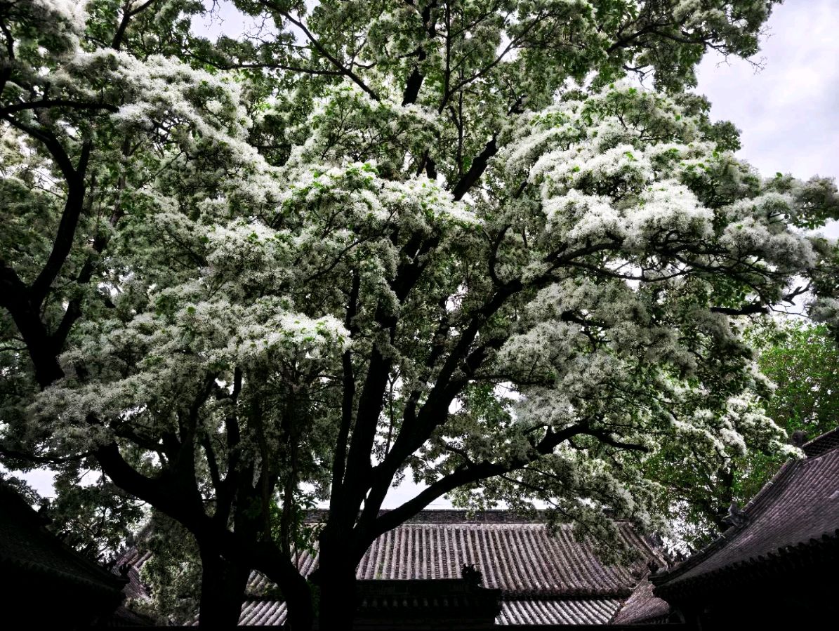 王定功：生命丝语•谒孟府孟庙（图6）