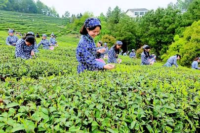 【荣耀中国】文学社*七绝·谷雨採茶有寄杨子钦（河南）（图3）