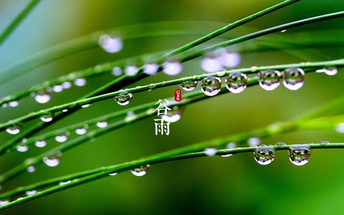 谷雨（图6）