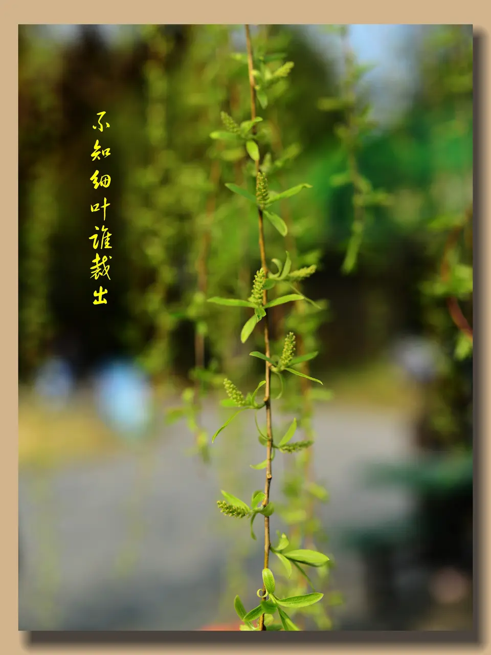 【昊昊海峡新干线副刊】春风起处意绵長/颂花（作者：昊昊/中国台湾）……莲叶之珠文学社（图3）