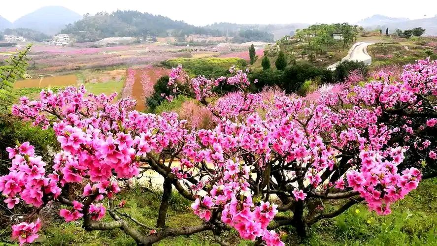 故乡桃花山新农村采风 作者:李发建（图2）