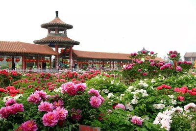 【燕赵文学】散文：四月牡丹别样红（河北/青山依旧）（图5）