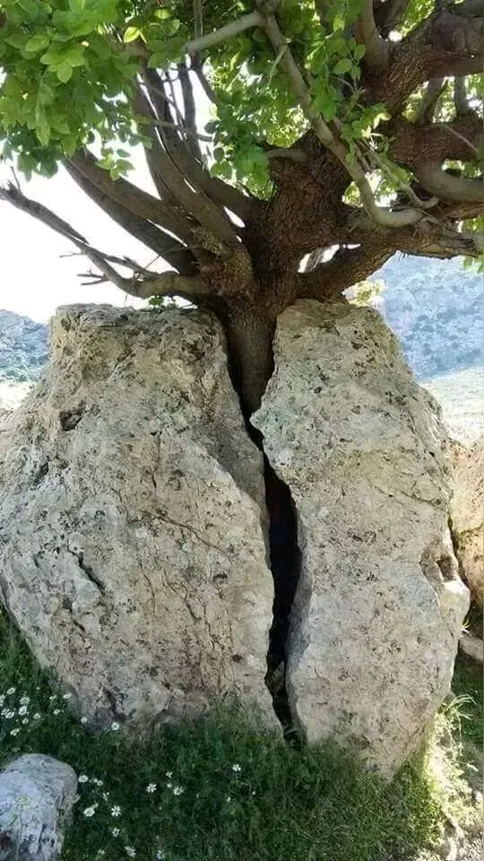 微型散文诗《石缝里长出的树》（图2）