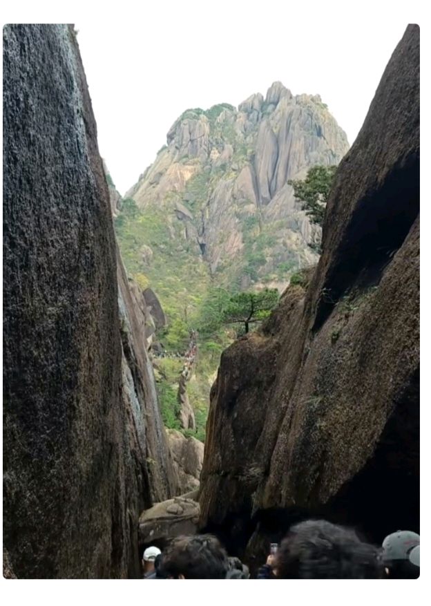 陈翠柳（艳阳天。西河柳）//黄山旅游之六（图5）