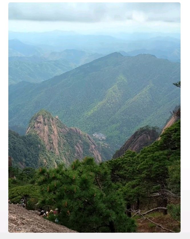 陈翠柳（艳阳天。西河柳）//黄山旅游之六（图9）