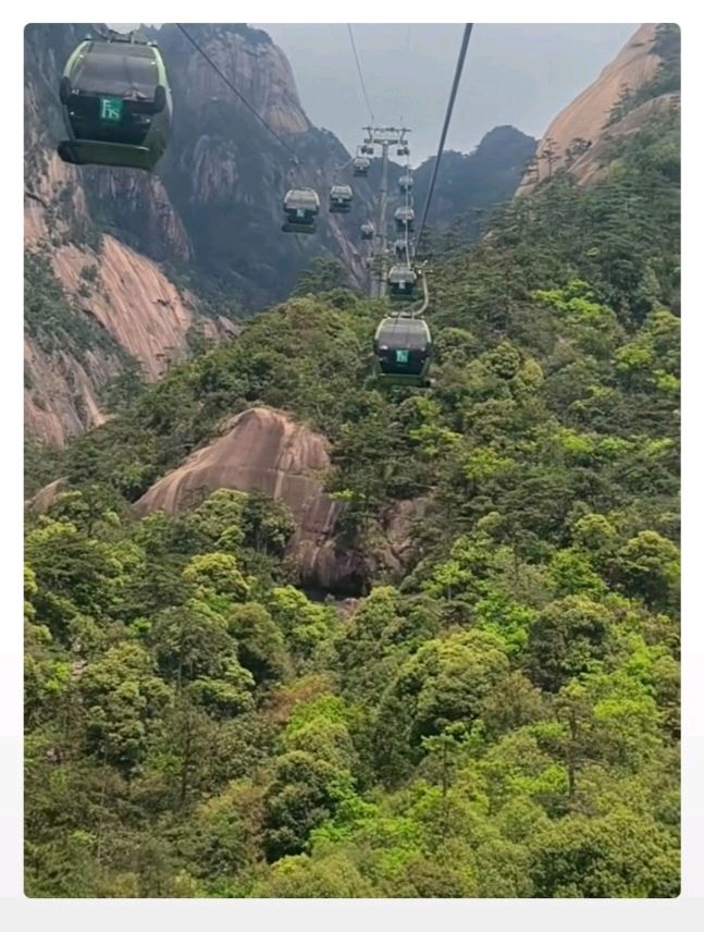 陈翠柳（艳阳天。西河柳）//黄山旅游之六（图12）