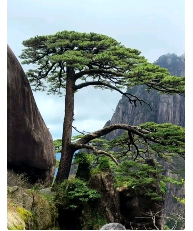 陈翠柳（艳阳天。西河柳）//黄山旅游之六（图16）