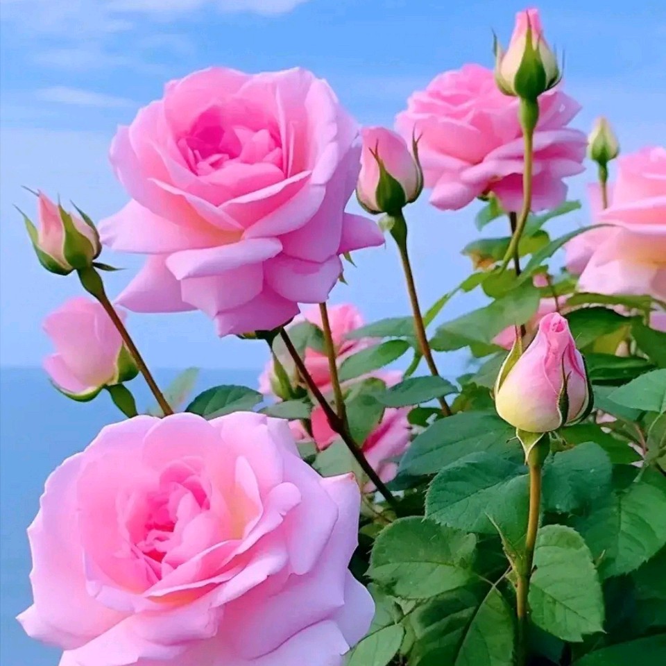 月季花 作者:何南海（图2）