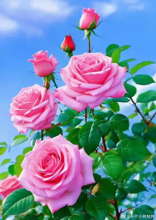 月季花 作者:何南海（图4）
