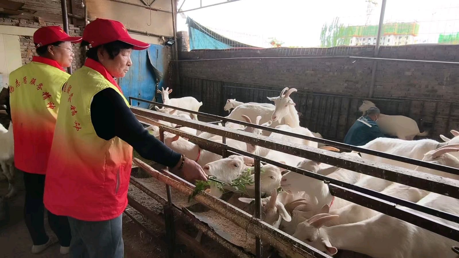 回访特色养殖场 志愿帮扶续新篇（图5）