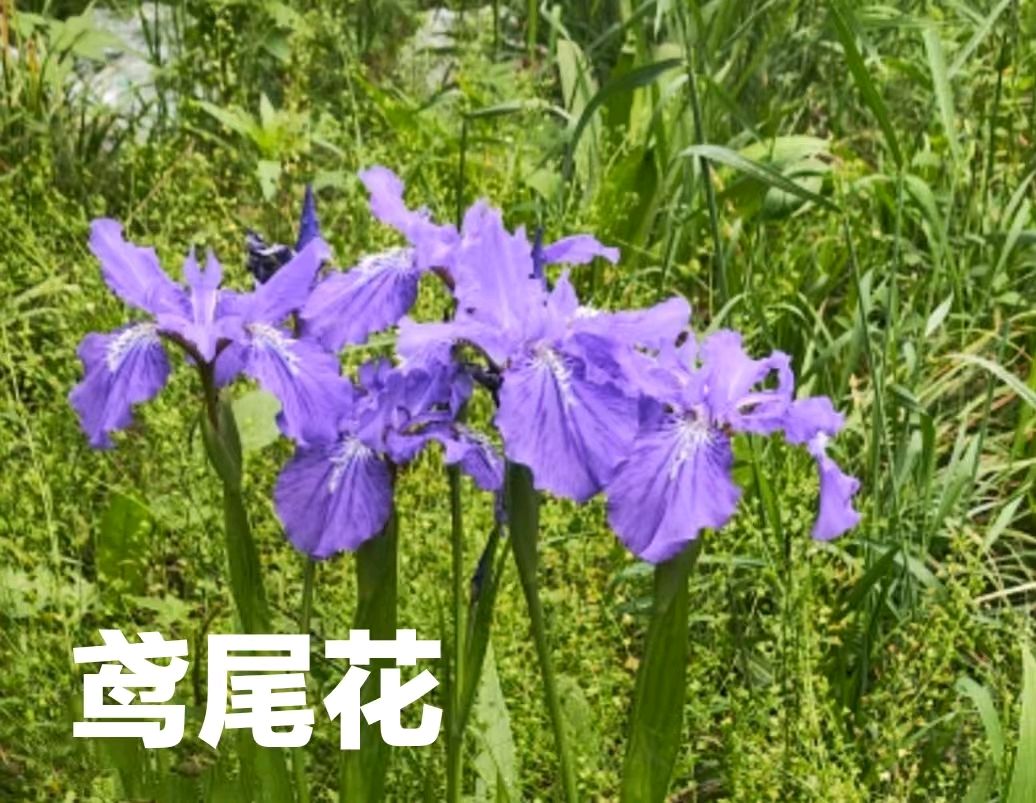 散天花·鸢尾花/作者：平安是福（张福安）（图3）