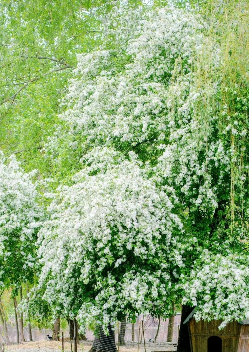 旭日东升//金山槐花海一六看秦岭醉在暮春（图2）