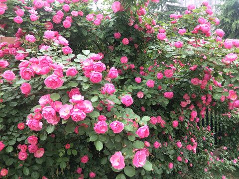 【荣耀中国】呼和浩特分社*石榴花开同心筑梦作者/杨天喜（图4）