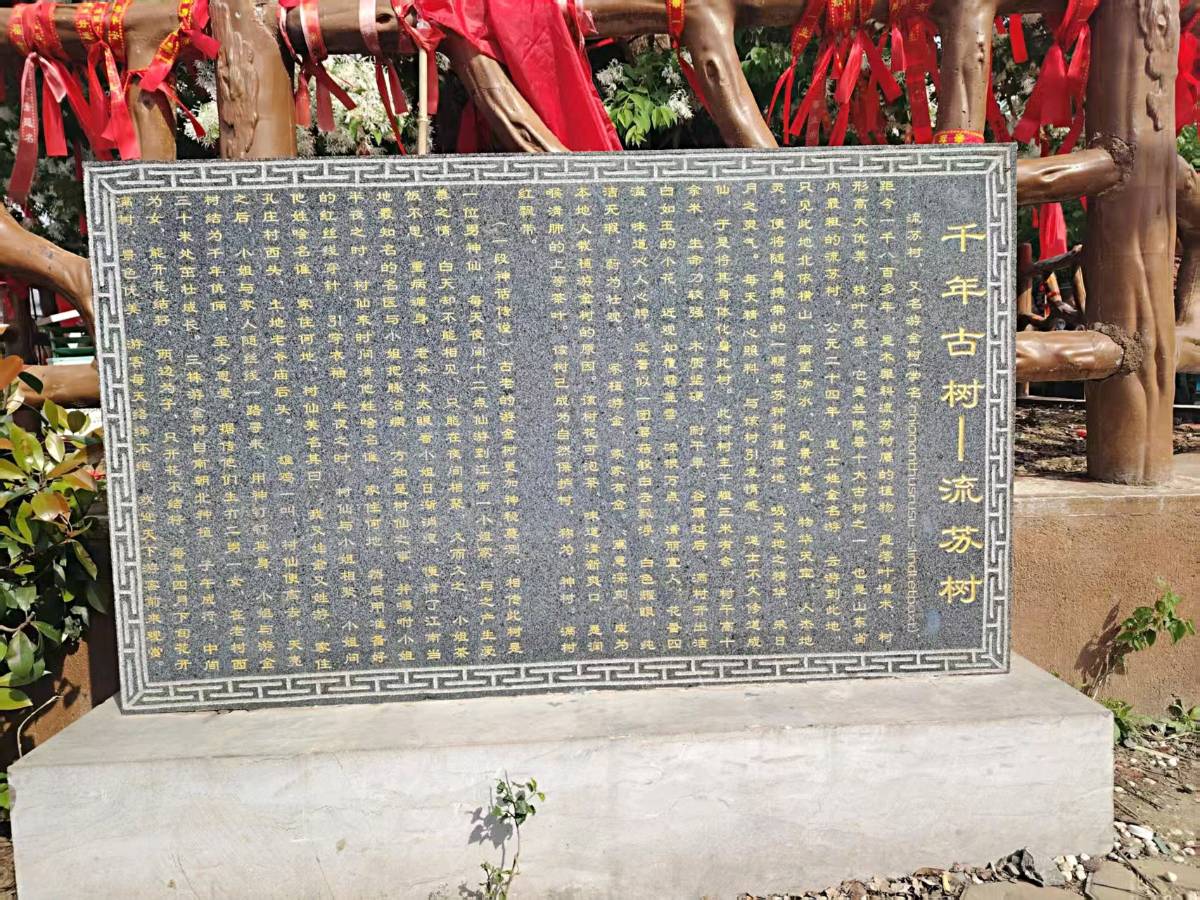 【荣耀中国】呼和浩特分社*七律二首：题兰陵孔庄流苏古树文/李思義（山东临沂）（图4）